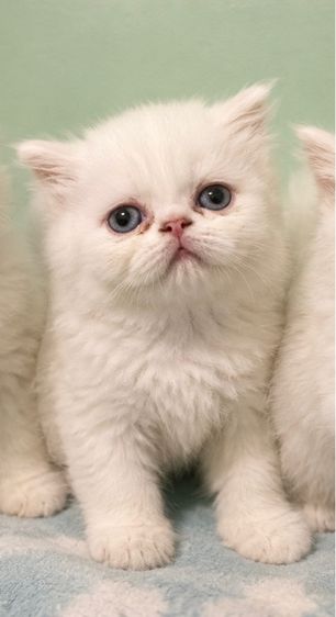 ลูกแมวเปอเซีย