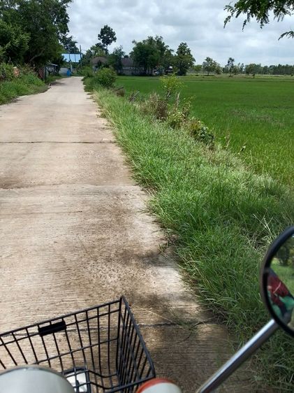 ทีนา รูปที่ 2