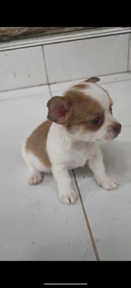 ชิวาวา (Chihuahua) เล็ก ขายลูกสุนัขชิวาวา
