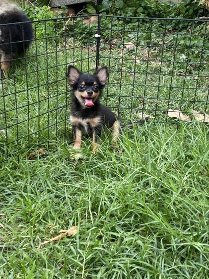 ชิวาวา (Chihuahua) เล็ก ชิวาว่า