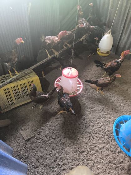 ไก่ชนพม่า รูปที่ 3