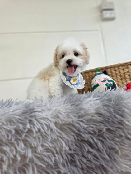 พุดเดิ้ล (Poodle) เล็ก พุดเดิ้ลน่ารักๆ