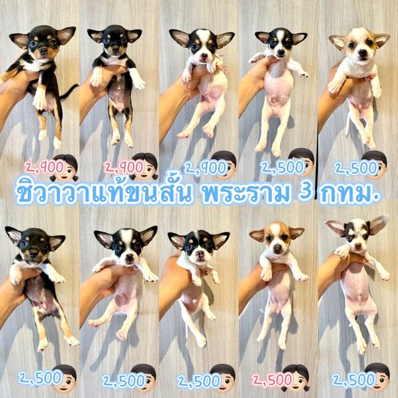ชิวาวาแท้ ขนสั้น มีทั้งผู้เมียค่ะ 