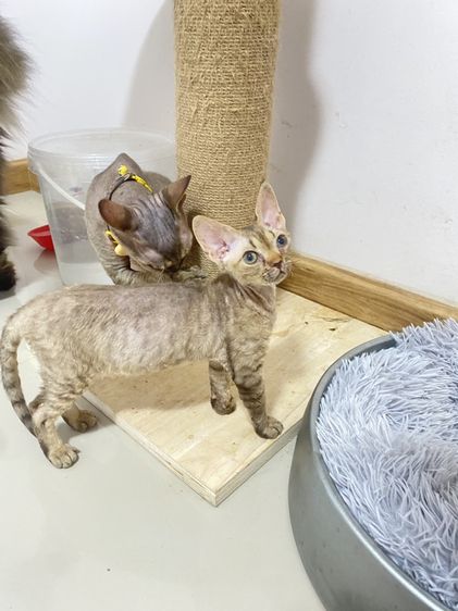 Devon Rex ขนหยิก รูปที่ 3