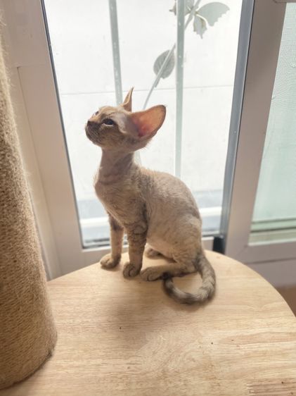 Devon Rex ขนหยิก รูปที่ 4