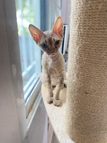 Devon Rex ขนหยิก รูปที่ 2
