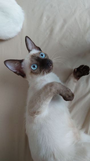 วิเชียรมาศ (Siamese Cat) สาวน้อยวิเชียรมาศ ใบเพ็ด WCF ผ่านเวทีประกวด