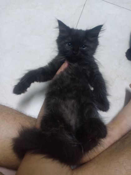 เปอร์เซีย (Persian) ลูกแมวเปอร์เซีย