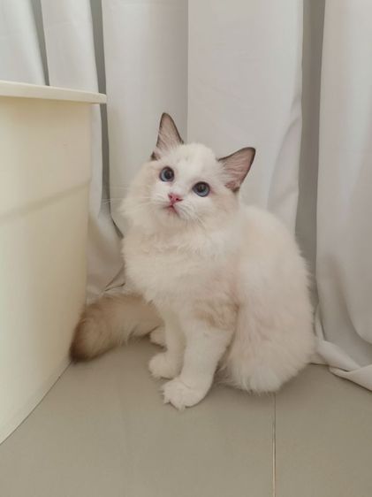 Ragdoll น่ารัก เพศหญิง