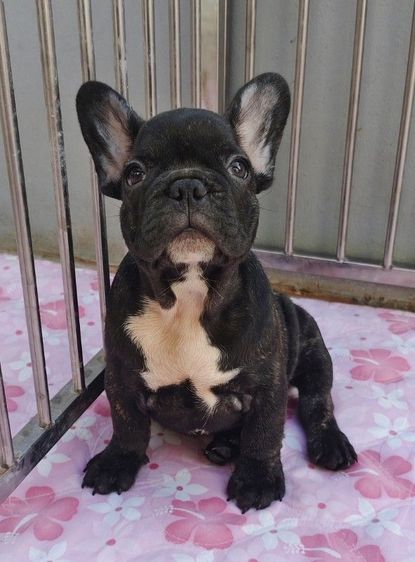 เฟรนช์ บูลด็อก (French Bulldog) เล็ก ลูกเฟรนบลูด๊อกเพศผู้ 6900บ.