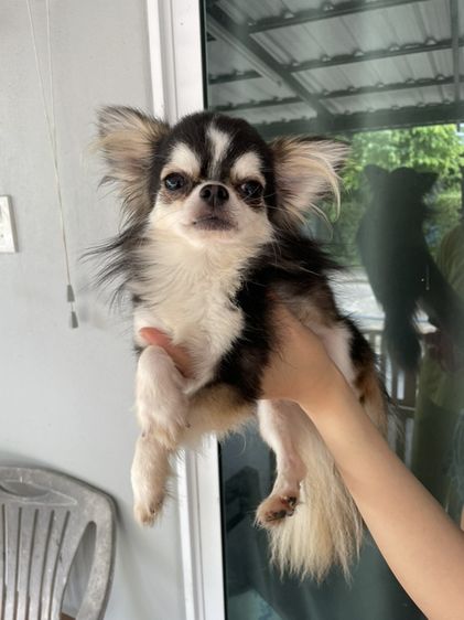 สุนัขชิวาว่า