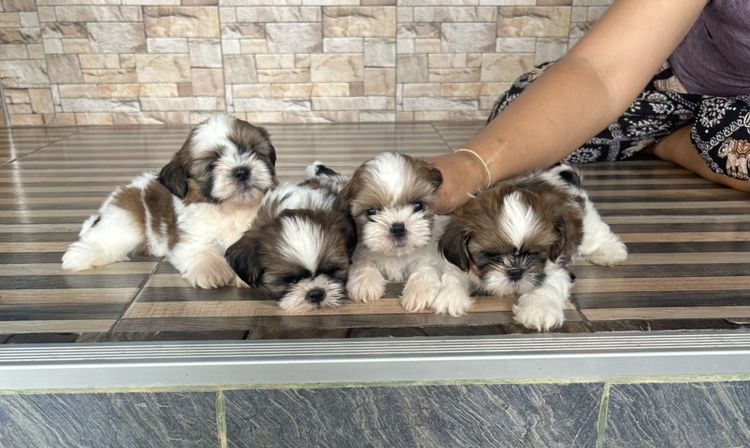 ลูกชิสุทอย