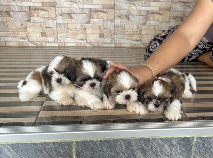 ลูกชิสุทอย รูปที่ 2