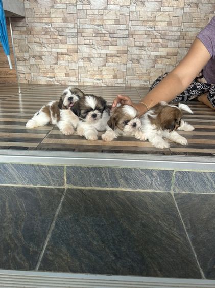 ลูกชิสุทอย รูปที่ 8