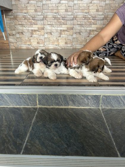 ลูกชิสุทอย รูปที่ 7