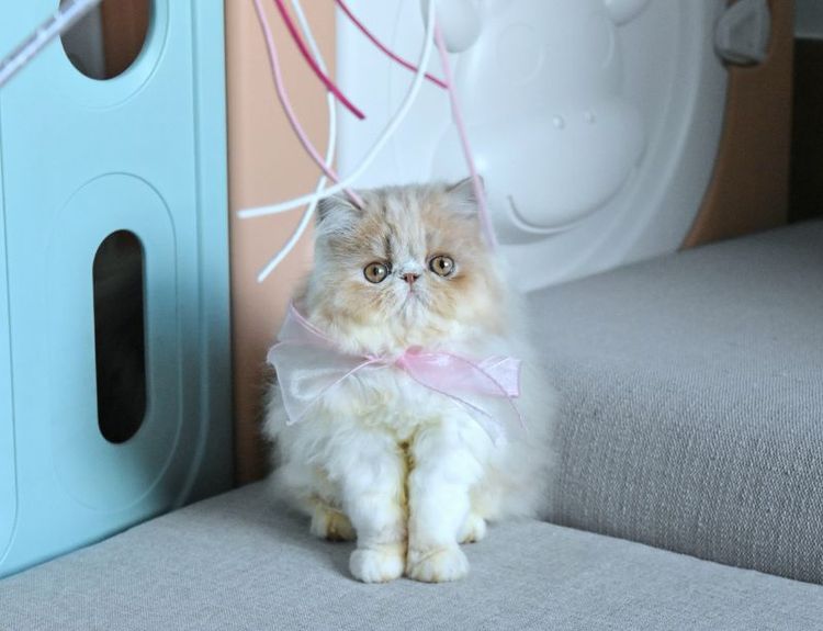 ขายแมวเปอร์เซีย เพศชาย รูปที่ 4