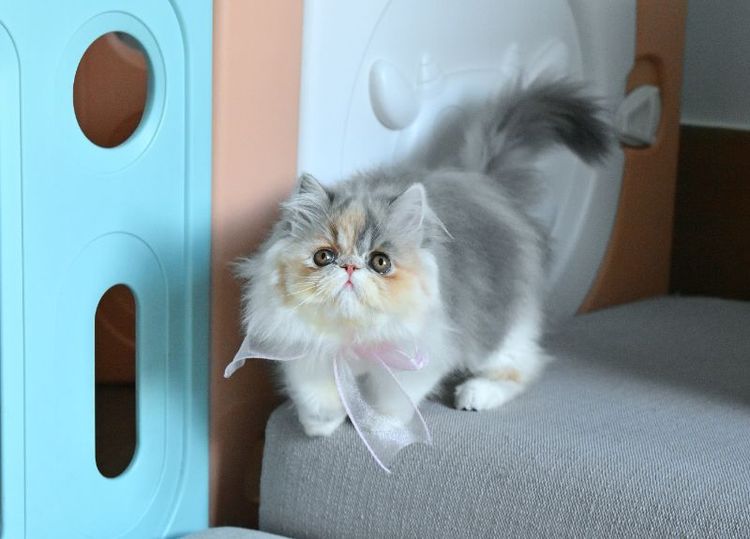 เปอร์เซีย (Persian) ขายแมวเปอร์เซีย หญิง