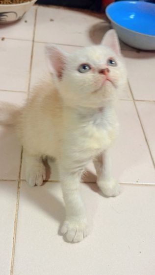 อเมริกัน ชอร์ตแฮร์ (American Shorthair) น้องหลุดจอง