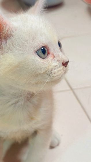น้องหลุดจอง รูปที่ 2