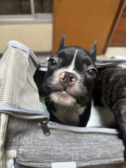 เฟรนช์ บูลด็อก (French Bulldog) เล็ก เฟรนบลูด๊อก