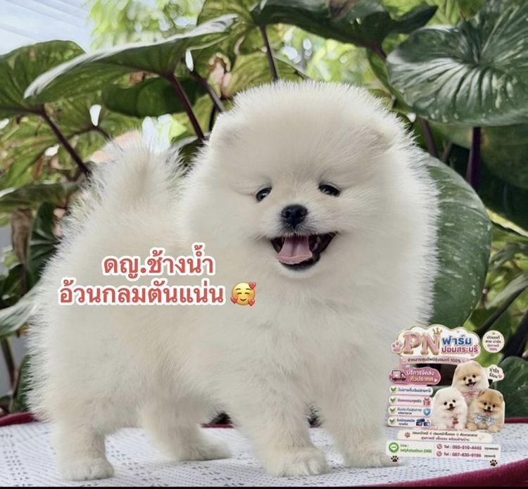 ปอมเมอเรเนียน (Pomeranian) เล็ก ปอมแท้ราคาถูก
