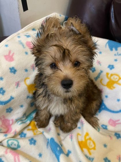 ยอร์คเชียร์ เทอร์เรีย (Yorkshire Terrier) เล็ก ลูกยอร์คเชียร์แท้ 7000 ผู้ 2 สีบอนด์ทอง กับสีบอนด์เงิน หนองแขม 79 กรุงเทพ ราคาคุยกันได้ 0661384788 วัคชีน 2 เข็ม เกิด 24 เมษายน 2569