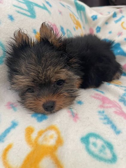 ยอร์คเชียร์ เทอร์เรีย (Yorkshire Terrier) เล็ก ลูกยอร์คเชียร์แท้ 8000 ผู้1 เมีย1 หน้าสั้น ขนหนา สีแทยทองเงิน หนองแขม 79 กรุงเทพ ราคาคุยกันได้ 066-1384788 วัคชีน 3 เข็ม เกิด 24 เมย 69