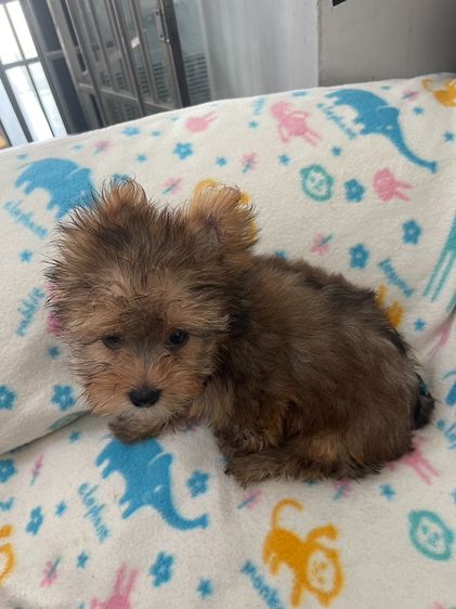 ยอร์คเชียร์ เทอร์เรีย (Yorkshire Terrier) เล็ก ลูกยอร์คเชียร์แท้ 9500 ผู้1 เมีย1 หน้าสั้น ขนหนา สีบอนด์ทองเงิน หนองแขม 79 กรุงเทพ ราคาคุยกันได้ 066-1384788 วัคชีน 2 เข็ม เกิด 24 เมย 69