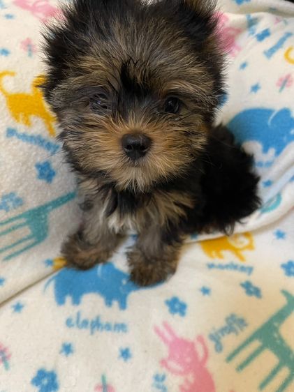 ยอร์คเชียร์ เทอร์เรีย (Yorkshire Terrier) เล็ก ลูกยอร์คเชียร์แท้ 15000 เมีย หน้าตุ๊กตา ขนหนา สีบอนด์เงิน หนองแขม 79 กรุงเทพ ราคาคุยกันได้ 0661384788 วัคชีน 2 เข็ม เกิด 24 เมษายน 2569