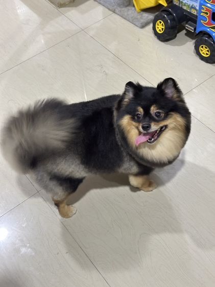 ปอมเมอเรเนียน (Pomeranian) กลาง ปอมเพศเมีย3ขวบ