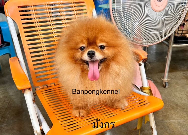 เปิดรับผสมพ่อพันธุ์ชิวาวา ปอมเมอเรเนียน พุดเดิ้ล รูปที่ 10