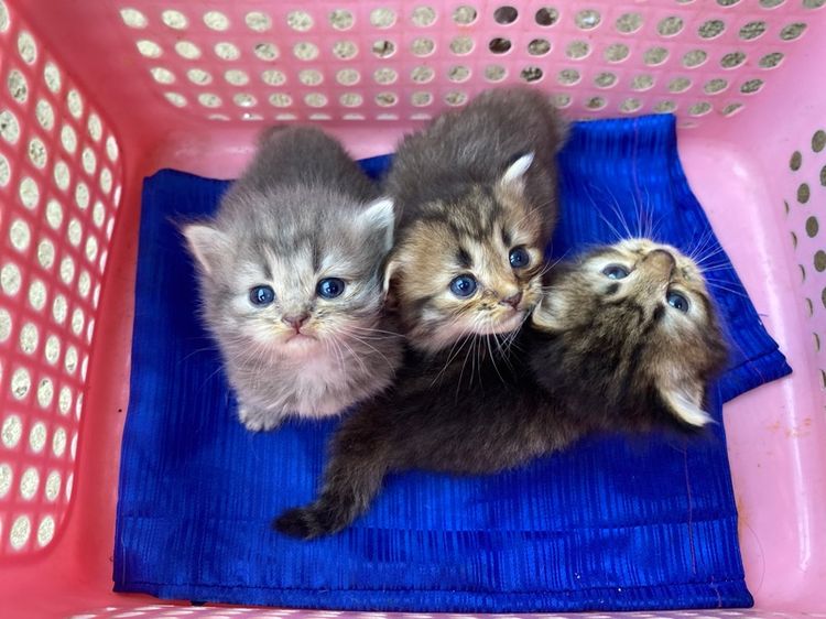 เปอร์เซีย (Persian) แมวเปอร์เซีย