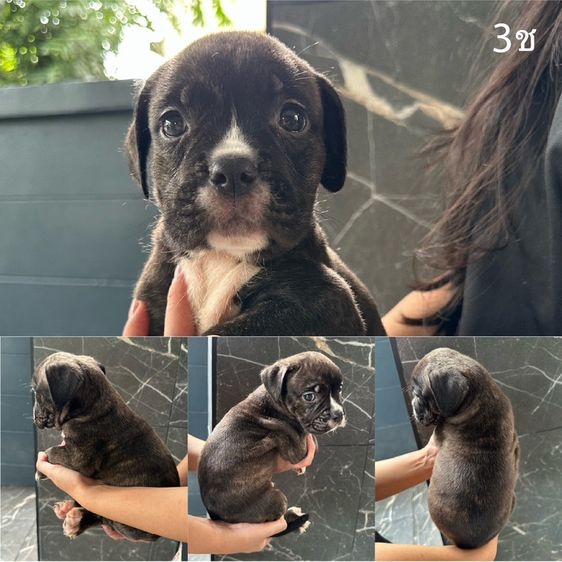 อื่นๆ Concept Dog