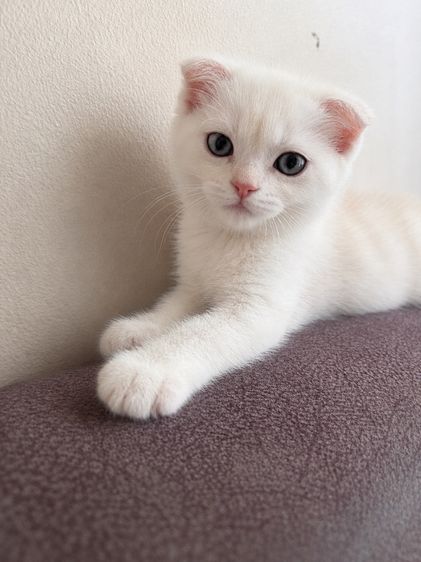 สก็อตติช โฟลด์ (Scottish Fold) ลูกแมวสก็อตติช ผู้
