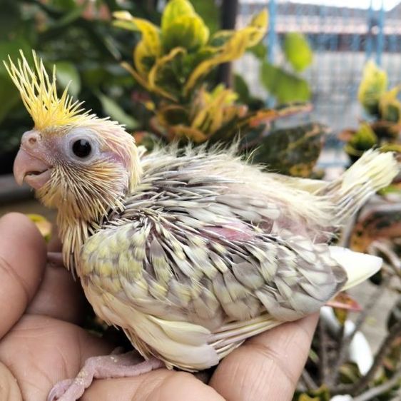 คอกคาเทล ลูกป้อน เพาะในบ้าน