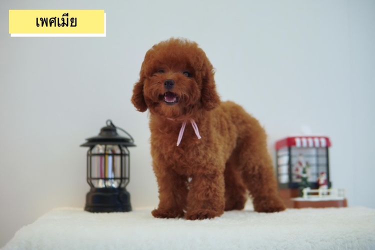 ลูก Poodle ( พุดเดิ้ลทอย )  ผู้ - เมีย  พร้อมย้ายบ้าน รูปที่ 4