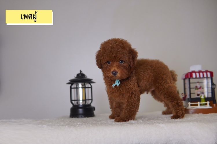ลูก Poodle ( พุดเดิ้ลทอย )  ผู้ - เมีย  พร้อมย้ายบ้าน รูปที่ 3