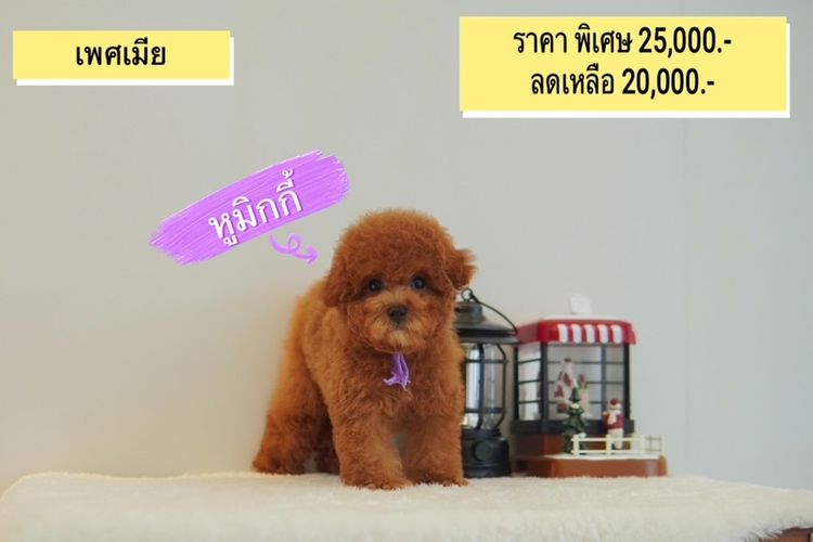 ลูก Poodle ( พุดเดิ้ลทอย )  ผู้ - เมีย  พร้อมย้ายบ้าน รูปที่ 5