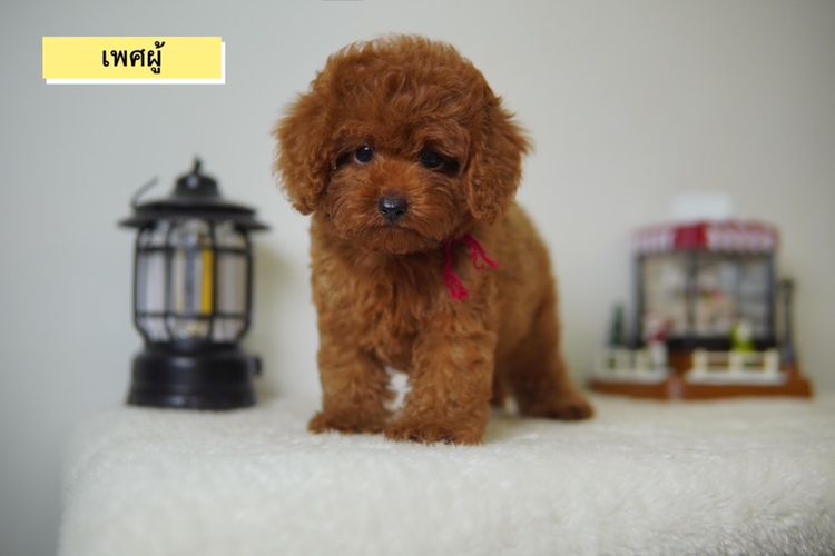 ลูก Poodle ( พุดเดิ้ลทอย ) ผู้ - เมีย พร้อมย้ายบ้าน