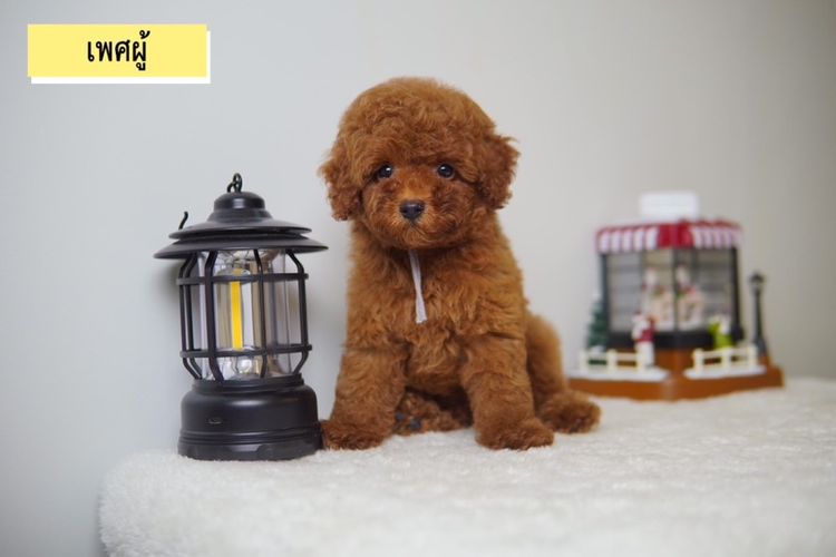 ลูก Poodle ( พุดเดิ้ลทอย )  ผู้ - เมีย  พร้อมย้ายบ้าน รูปที่ 2