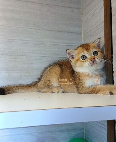 สก็อตติช โฟลด์ (Scottish Fold) แมวสก้อตติช เพศเมีย สีสวยมากคะก่อนย้ายตรวจหัดแมวฟรีรับประกันเอดส์แมวกับรูคีเมียคะ