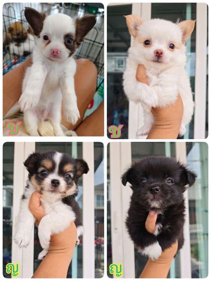 ชิวาวา (Chihuahua) เล็ก ชิวาว่า