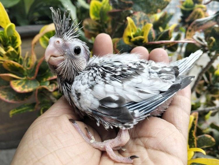 คอกคาเทล ลูกป้อน เพาะในบ้าน