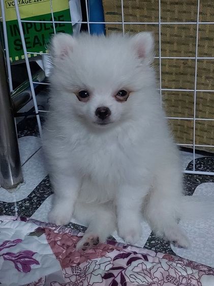 ลูกสุนัขปอม รูปที่ 2