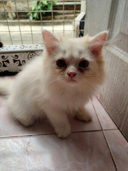 เปอร์เซีย (Persian) แมวเปอร์เซียแท้ ด.ช