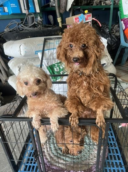 พ่อ แม่ พันธุ์พุดเดิ้ลแท้ ผู้ 2 เมีย 1