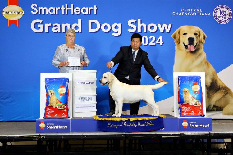 ลูกสุนัขลาบราดอร์ รีทรีฟเวอร์ สีเหลือง สายเลือดแชมป์ จาก Green Corner Labrador ลูกสุนัขลาบราดอร์ รีทรีฟเวอร์ สีเหลือง พร้อมเปิดจอง วันเกิด รูปที่ 5