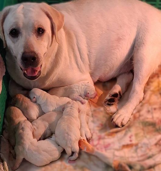 ลูกสุนัขลาบราดอร์ รีทรีฟเวอร์ สีเหลือง สายเลือดแชมป์ จาก Green Corner Labrador ลูกสุนัขลาบราดอร์ รีทรีฟเวอร์ สีเหลือง พร้อมเปิดจอง วันเกิด รูปที่ 7
