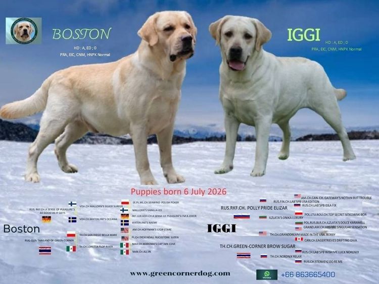 ลาบราดอร์ (Labrador) ใหญ่ ลูกสุนัขลาบราดอร์ รีทรีฟเวอร์ สีเหลือง สายเลือดแชมป์ จาก Green Corner Labrador ลูกสุนัขลาบราดอร์ รีทรีฟเวอร์ สีเหลือง พร้อมเปิดจอง วันเกิด