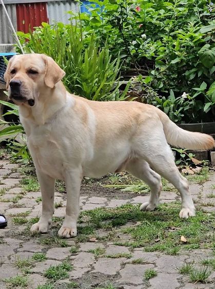 ลูกสุนัขลาบราดอร์ รีทรีฟเวอร์ สีเหลือง สายเลือดแชมป์ จาก Green Corner Labrador ลูกสุนัขลาบราดอร์ รีทรีฟเวอร์ สีเหลือง พร้อมเปิดจอง วันเกิด รูปที่ 3